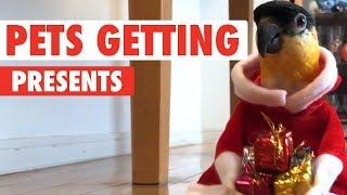 Pets Opening Christmas Presents 2017