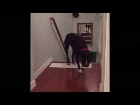 How To Overcome Fear By The Dog!