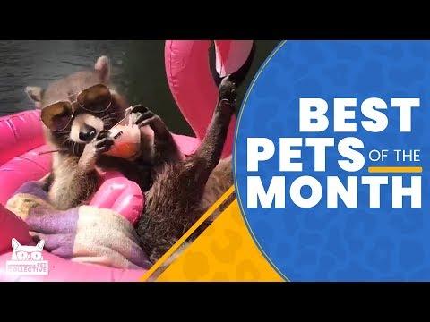Best Pets Of The Month  | May 2019