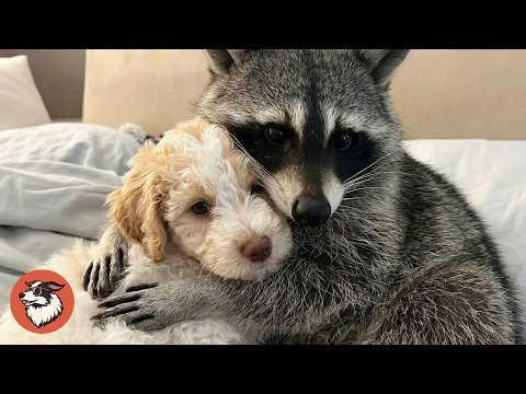Puppy Helps an Injured Raccoon Learn to Walk Again #Video