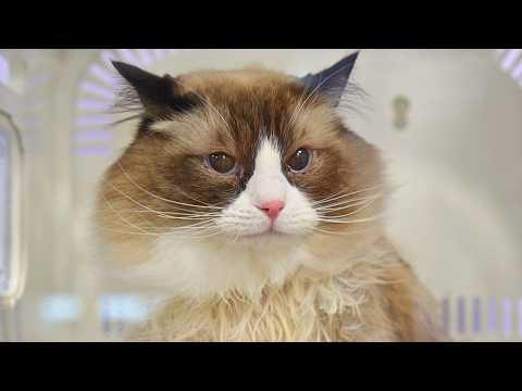 Grooming the Largest Ragdoll Cat I've Ever Seen #Video