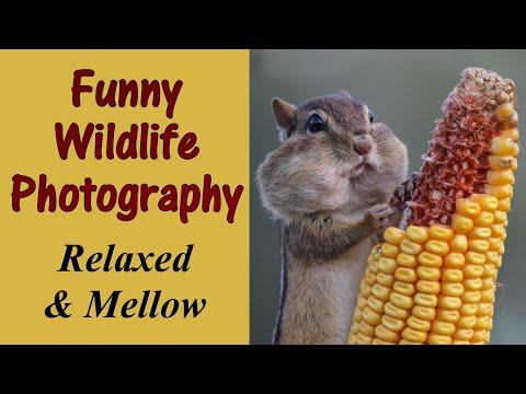 Funny Wildlife Photography Relaxed And Mellow #Video