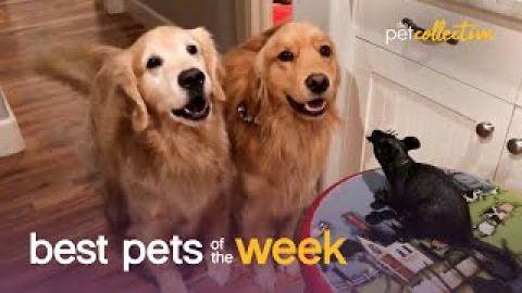 Curious Doggo Duo | Best Pets of the Week