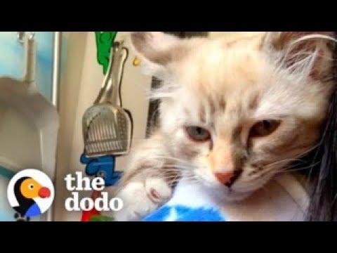 Litter Of Kittens Found Living In Someone's Wall #Video
