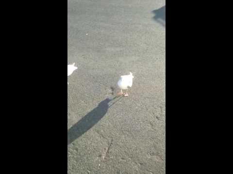 Man Teaches Seagull How To Dance