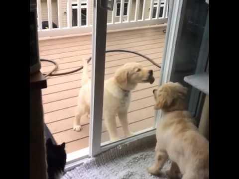 Puppies Freak Out Over Separation