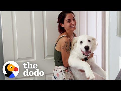 Woman's Rescue Dog Doesn't Know How Big He Is  #Video