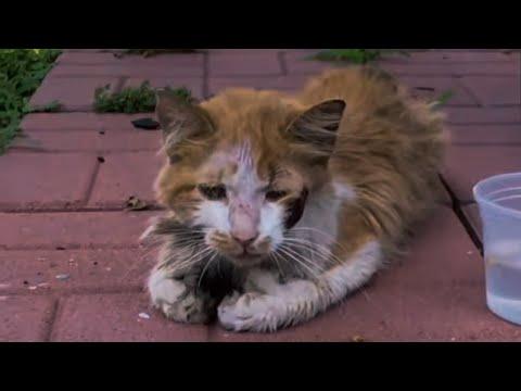 Starving Cat Shows Up To Guy's Backyard Asking For Help #Video