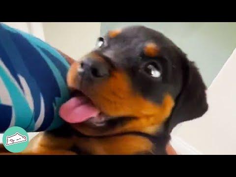 This Clingy Rottweiler Brings Smile to Everyone She Meets #Video