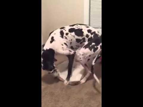 Great Dane Too Big For Bed