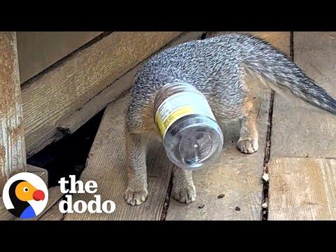 Woman Saves Baby Fox Who’s Head Gets Stuck In A Jar #Video