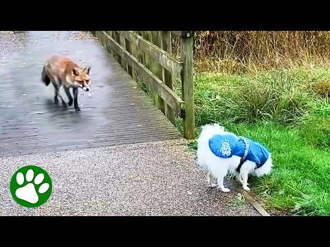 Wild fox sneaks up on unsuspecting dog leading to the most adorable play time #Video