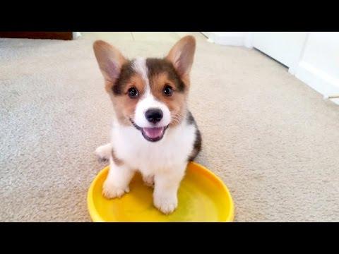 Cute Corgi Escape: Puppy Breaks Down Dog-Proof Gate