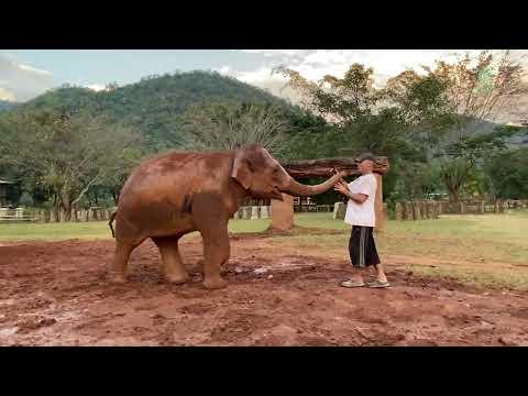 Bai Toey The Elephant Doesn't Want Darrick Get Close To Other Elephant Except Her. - ElephantNews #V