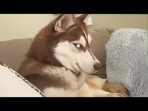 When a husky is 99% drama with an empty mind #Video