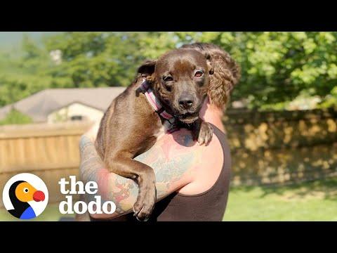 Foster Pittie Needs To Be Carried To Feel Safe #Video