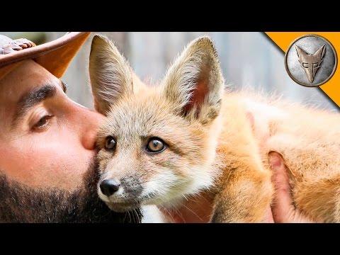 Meet Lupin The Friendly Baby Red Fox!