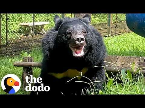 Newly Rescued Bear From Bile Farm Can't Stop Playing Like A Puppy #Video