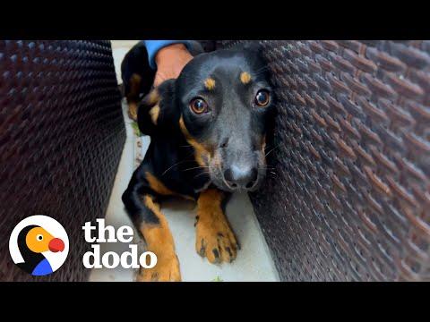 Scared Dog's Owner Tried To Give Him Away #Video