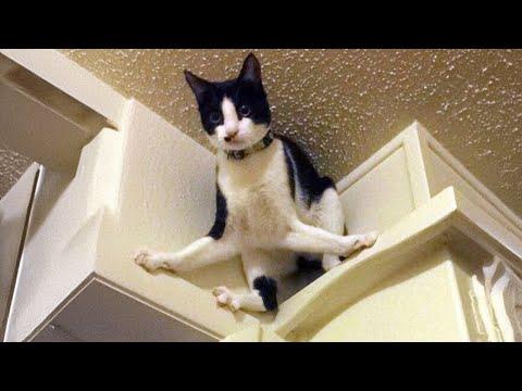 New Funny Tuxedo Cats Video 2024 #Video