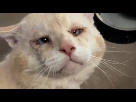 Bullied cat is now unrecognizable #Video