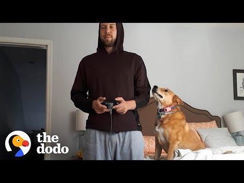 Dog Doesn’t Want Her Dad To Play Video Games | The Dodo