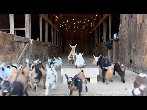 Baby goat shenanigans! #Video