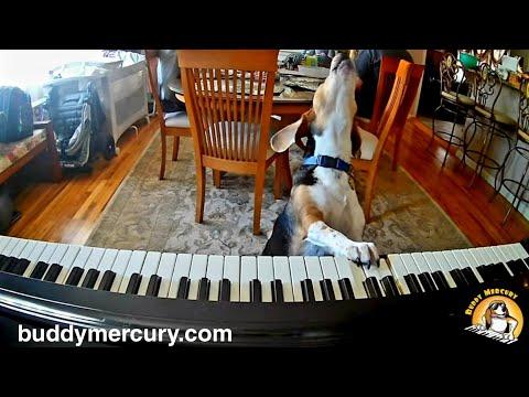 My Furry Valentine - Featuring Buddy Mercury - Piano Dog