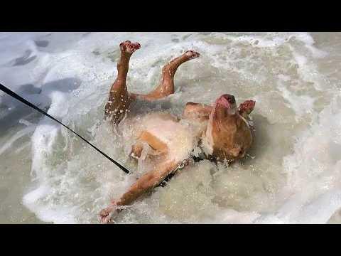 When Your Dog First Encounters with the Ocean! #Video