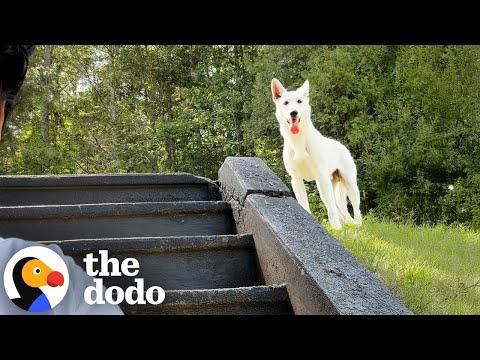 Couple Spends Months Trying To Rescue A Dog On The Run #Video