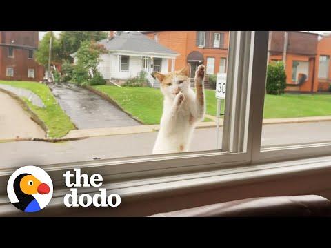 Stray Cat Keeps Climbing Up To This Woman's Window #Video