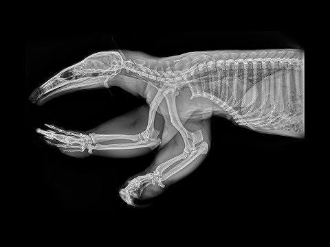 Amazing Animal X-rays