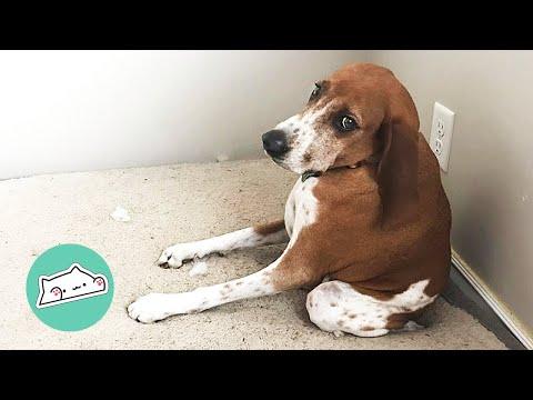 Dog Cannot Bend Down. But That Won't Break His Spirit #Video