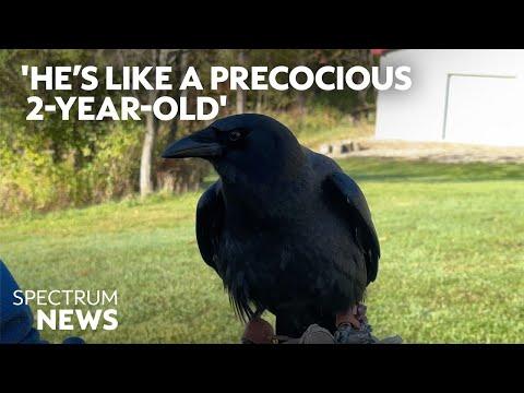 Meet Jimini Crowket: The talking crow with a million followers | Spectrum News #Video