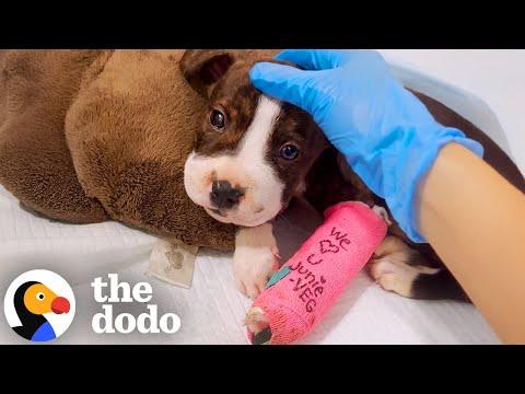 Puppy Found With Mouth Sealed Shut Finds The Perfect Mama #Video
