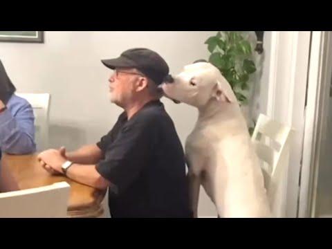 Dog insists on loving grandpa #Video