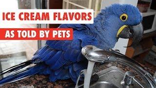 Ice Cream Flavors As Told By Pets