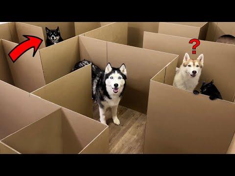 Huskies vs Cats: Who Will Be The First To Find A Way Out of The Maze? #Video