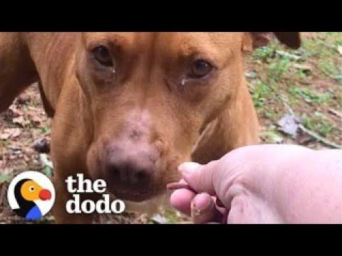 Woman Goes Out Every Day For A Year To Get Stray Pittie To Trust Her #Video