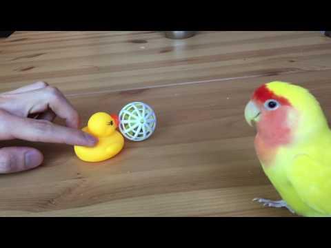 Piper doesn't like the rubber duck video
