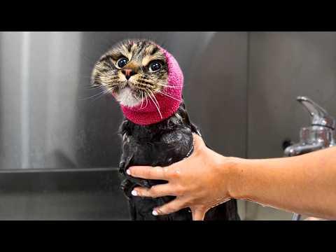 If Unbothered Was a Cat | Girl With The Dogs #Video