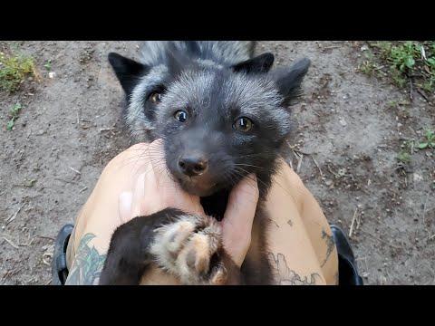 Mala is a great mama to new pup Sly...Auntie Esmae wants no pups in her bubble. #Video