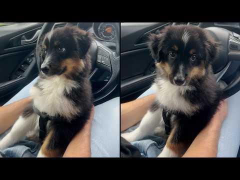 Puppy’s First Car Ride To His Forever Family #Video