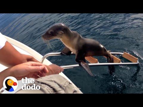 Hurt Sea Lion Asks Boaters For Help #Video