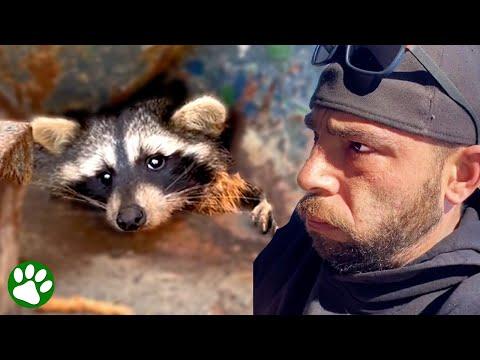 Brave Rescuer Saves Feisty Trash Panda #Video