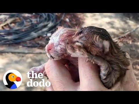 Tiny Kittens Found In Road Climb Up Their Foster Mom's Legs #Video
