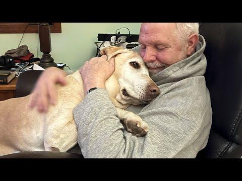 Dads Who Became Besties With the Dogs They Never Wanted #Video