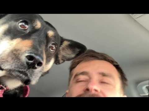 Rescue dog gets emabarrased by dad like teenager #Video