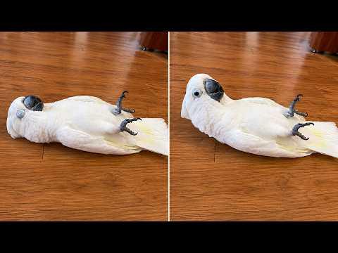 The FUNNIEST PARROTS On The Planet! #Video