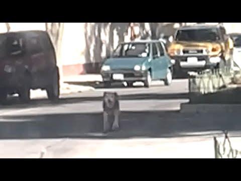 Street dog won't stop chasing tourist. Her response was perfect. #Video